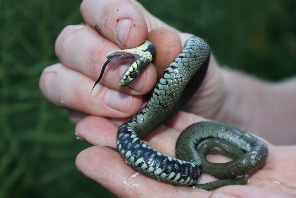 Barred Grass Snake