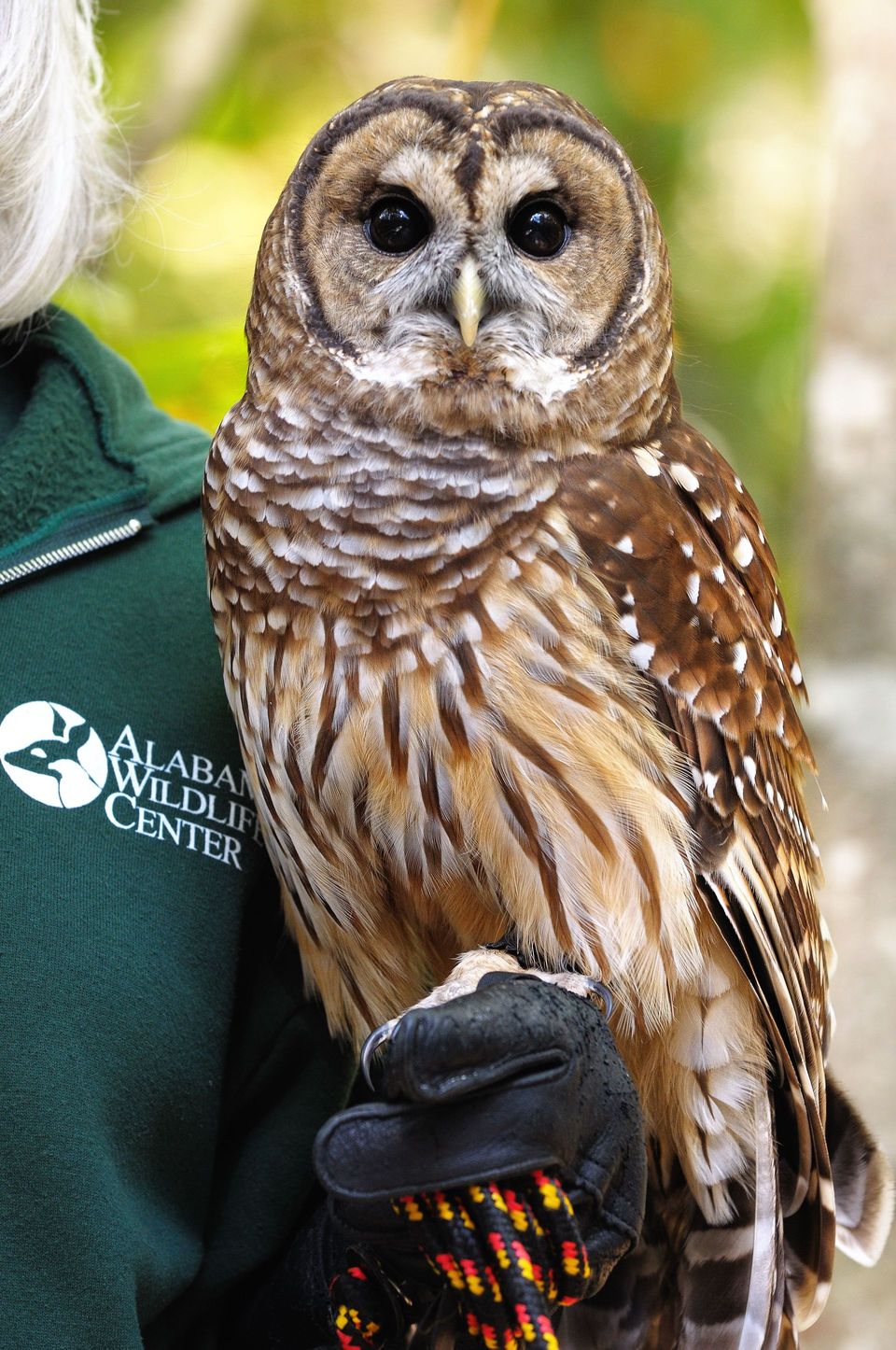 Barred Owl in Congaree National Park