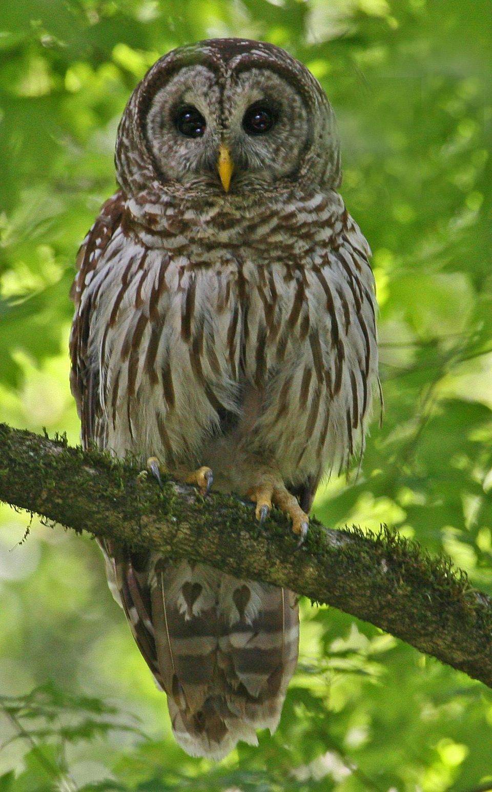 Barred Owl wildlife guide for Great Smoky Mountains National Park