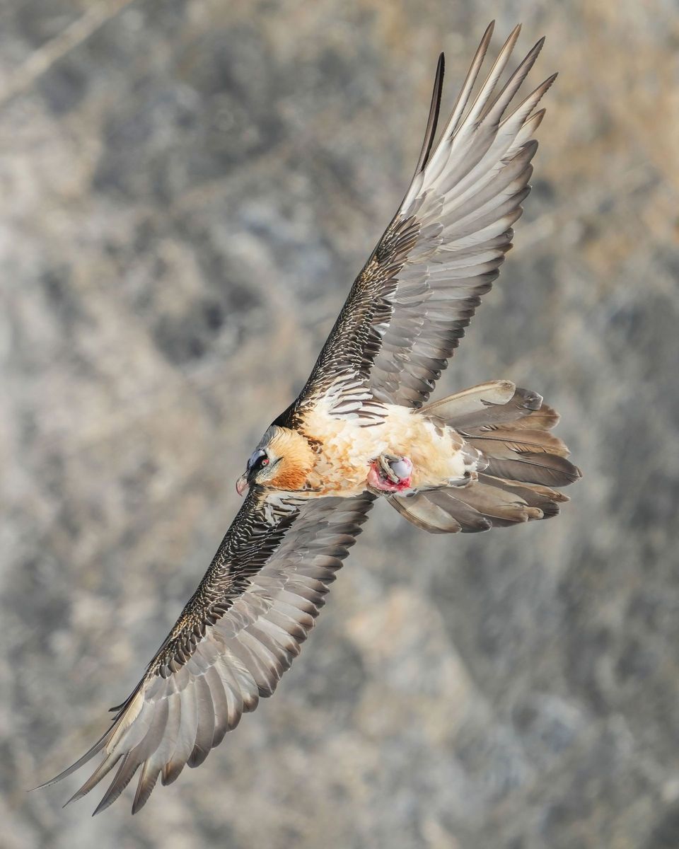 Bearded Vulture in Berchtesgaden National Park