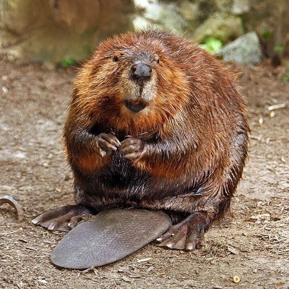 Beaver wildlife guide for Great Smoky Mountains National Park