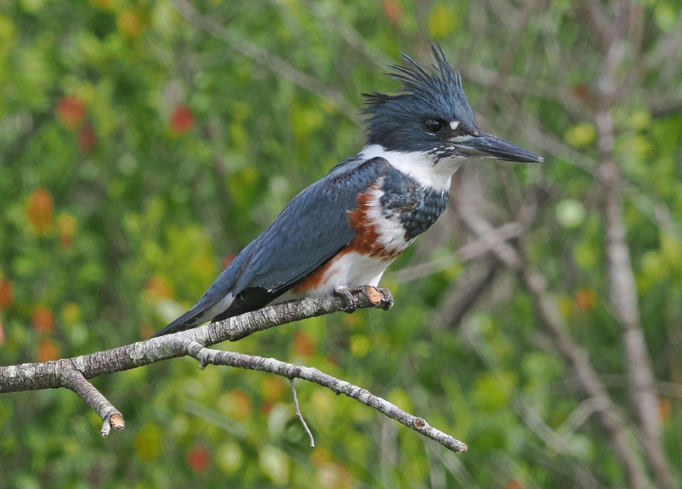 Belted Kingfisher wildlife guide for Katmai National Park