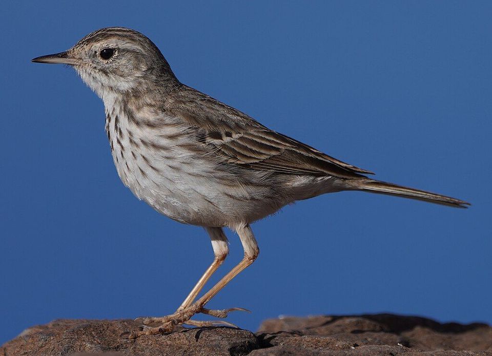 Berthelot's Pipit in Teide National Park