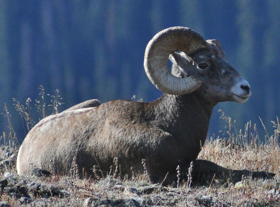 Bighorn Sheep in Wind Cave National Park