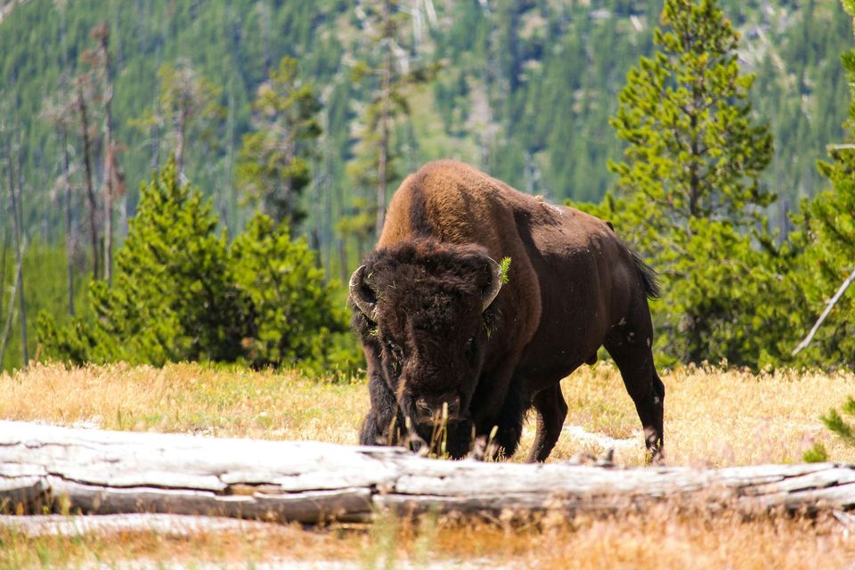 Bison in Custer State Park