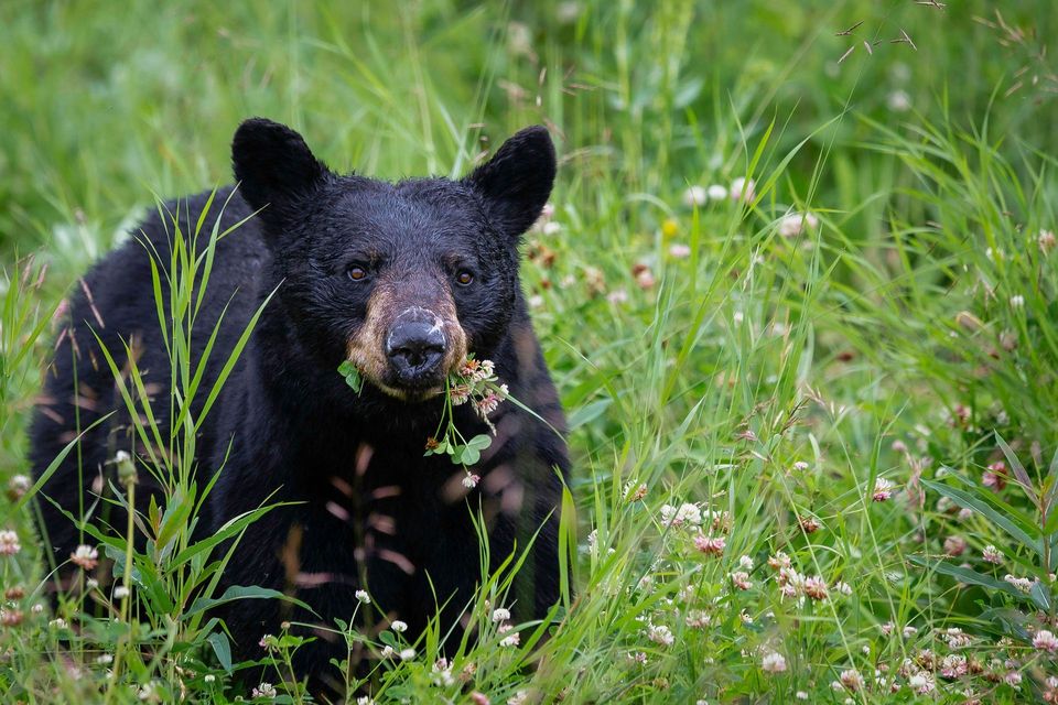 Black Bear in Redwood National Park