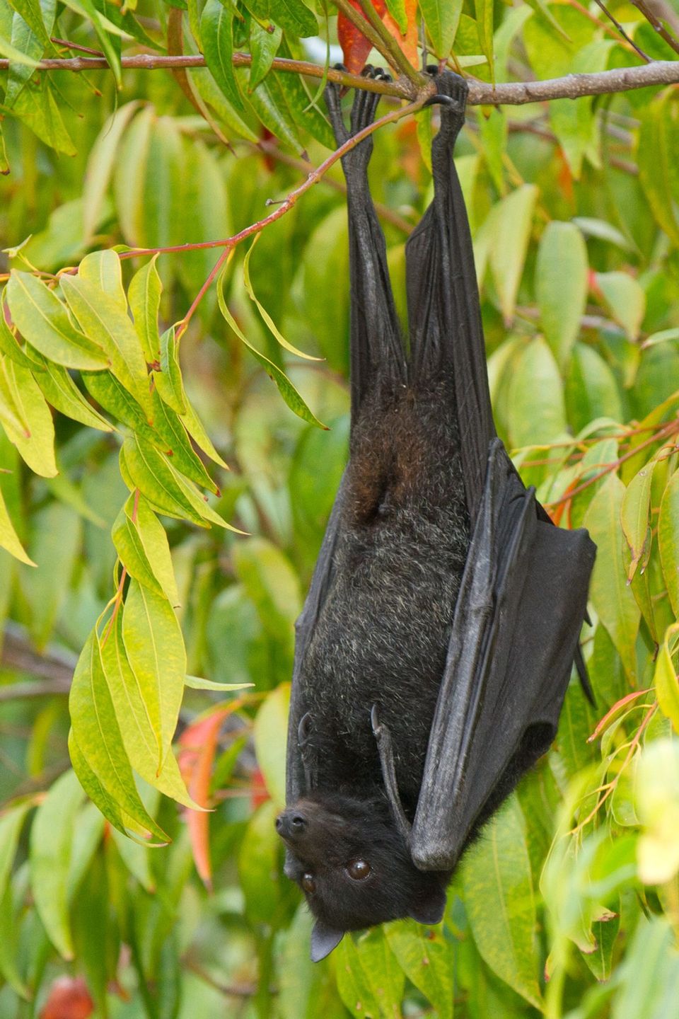 Black Flying-fox in Karijini National Park