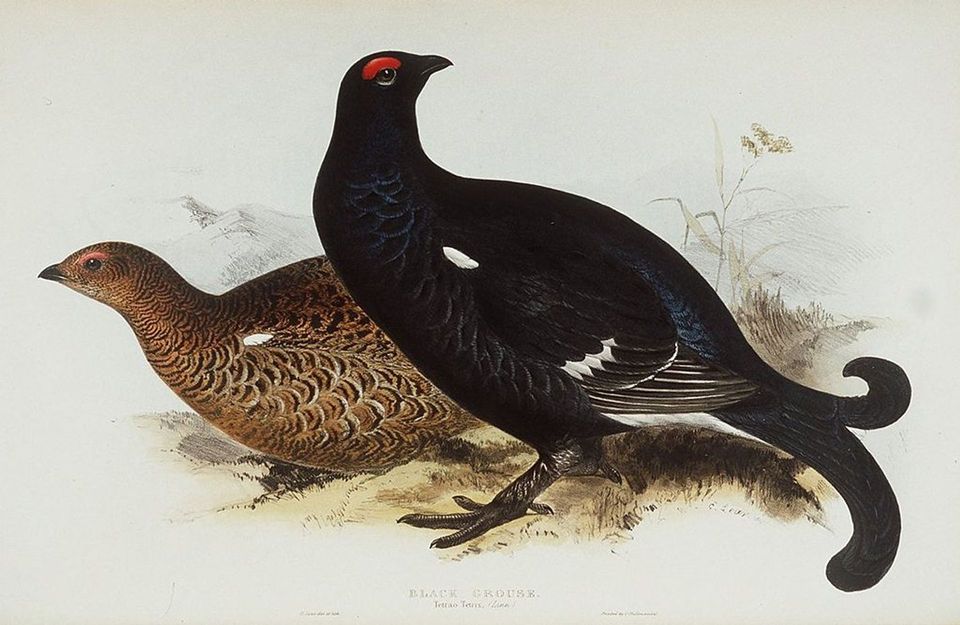 Black Grouse in Cairngorms National Park