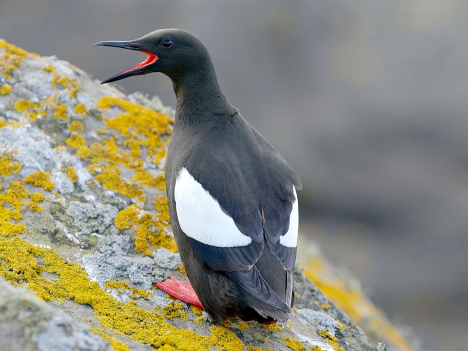 Black Guillemot wildlife guide for Acadia National Park