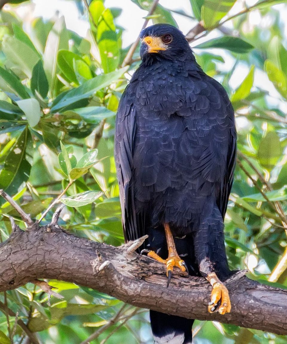 Black Hawk in Big Bend National Park