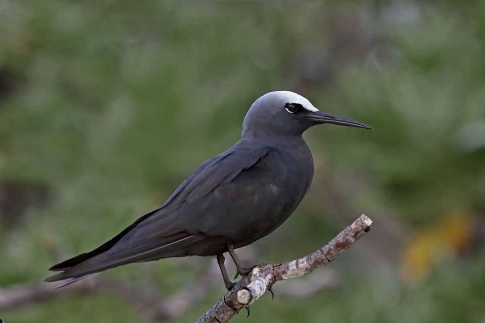 Black Noddy in Hawaiʻi Volcanoes National Park