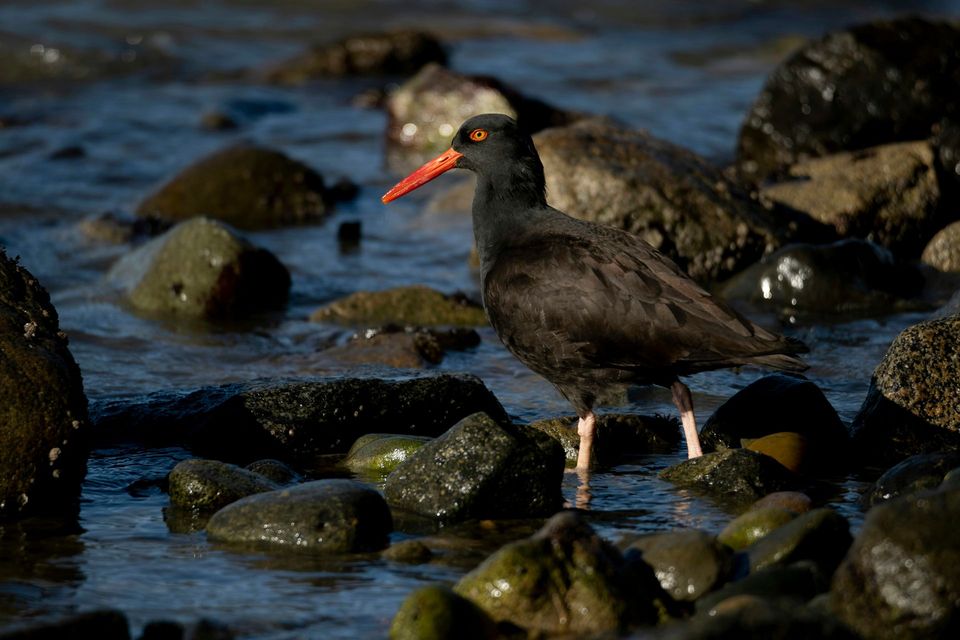 Black Oystercatcher in Pacific Rim National Park Reserve