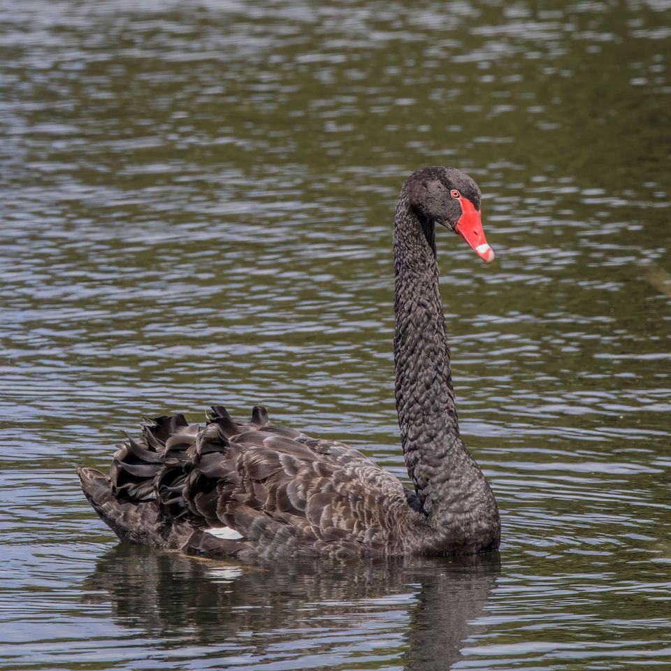 Black Swan in Nelson Lakes National Park