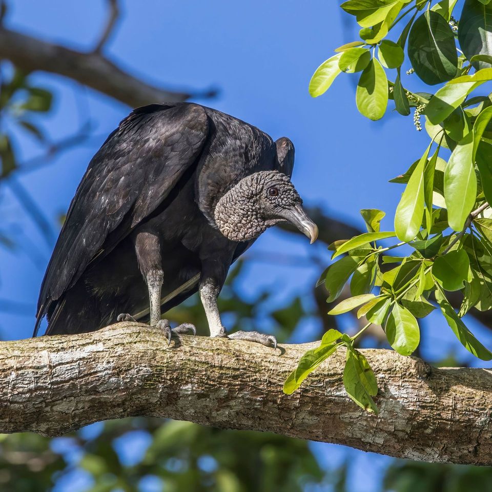 Black Vulture in Congaree National Park