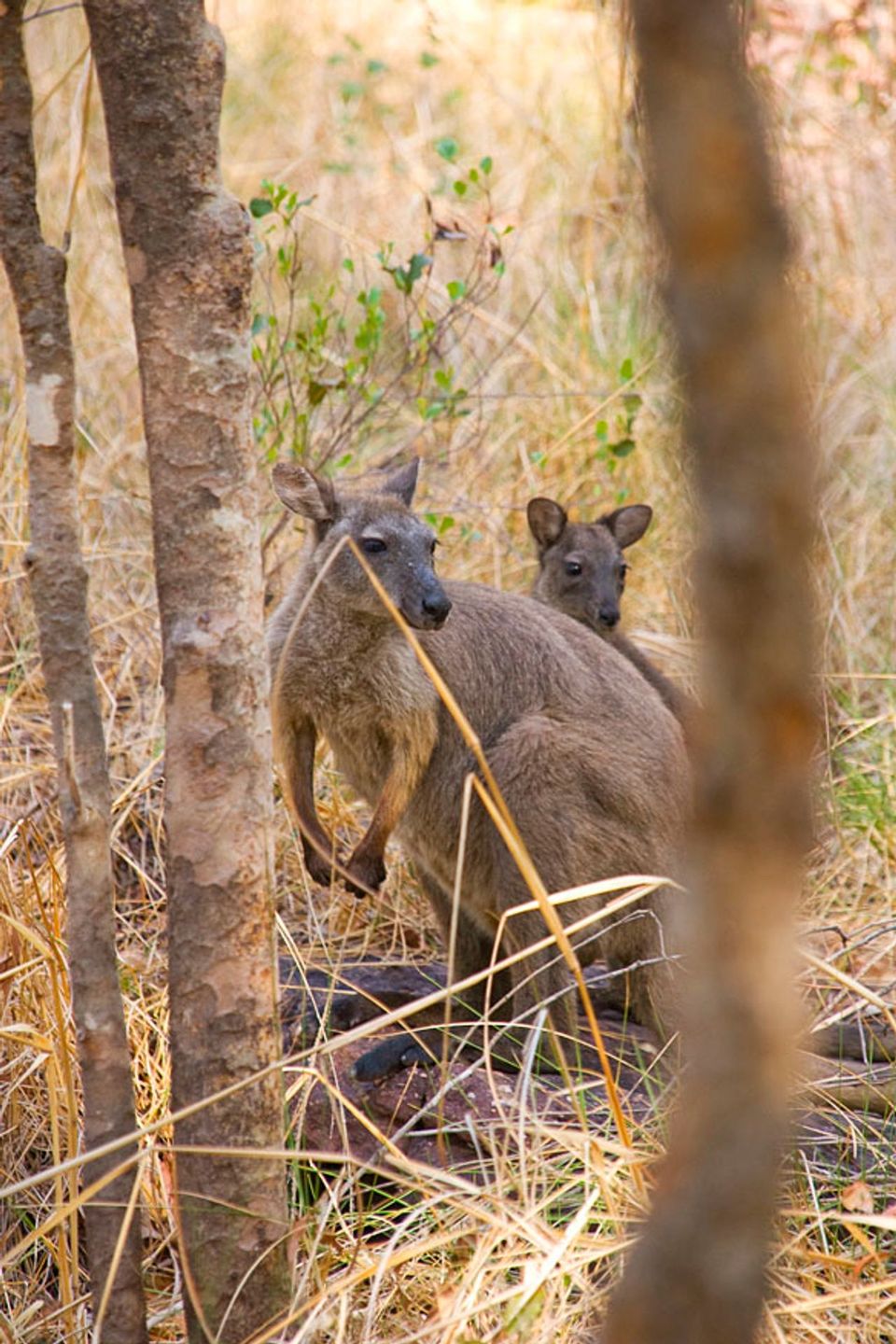 Black Wallaroo in Kakadu National Park