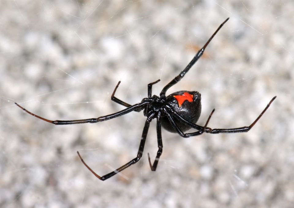 Black Widow Spider in Zion National Park