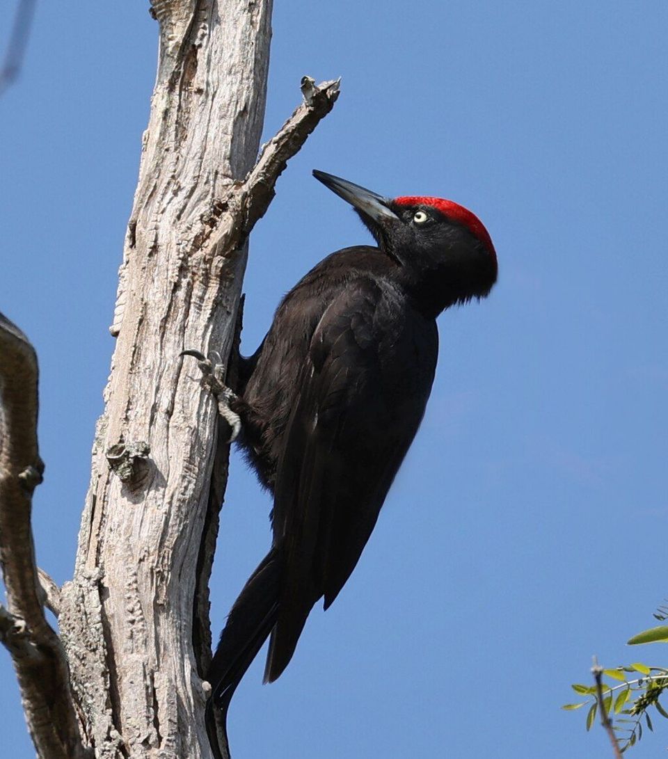 Black Woodpecker in Berchtesgaden National Park