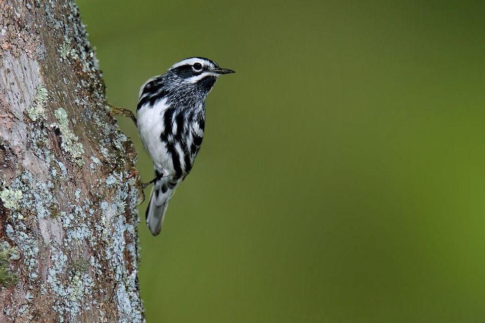 Black-and-white Warbler in Hot Springs National Park