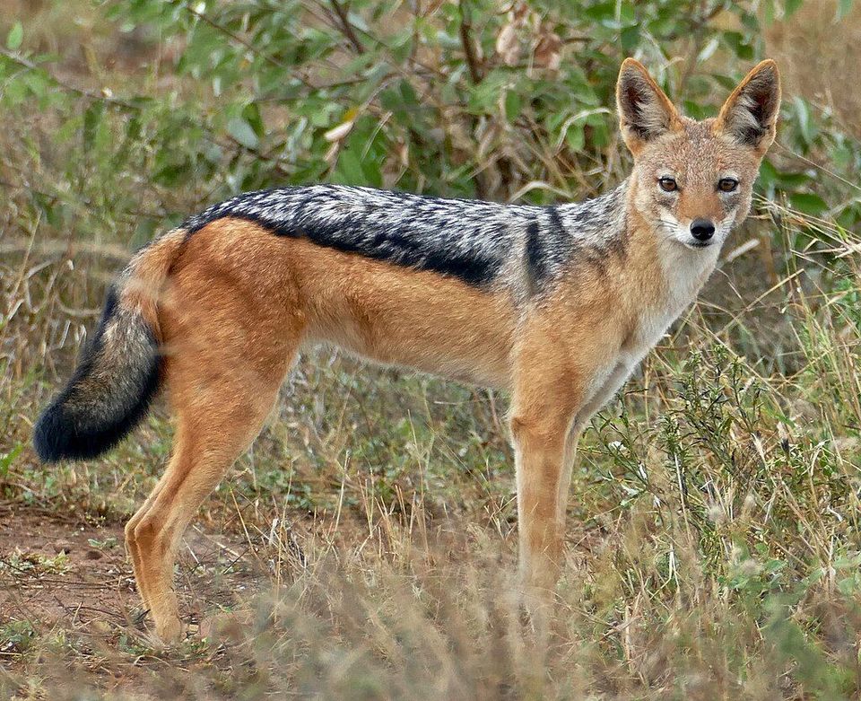 Black-backed Jackal in Serengeti National Park