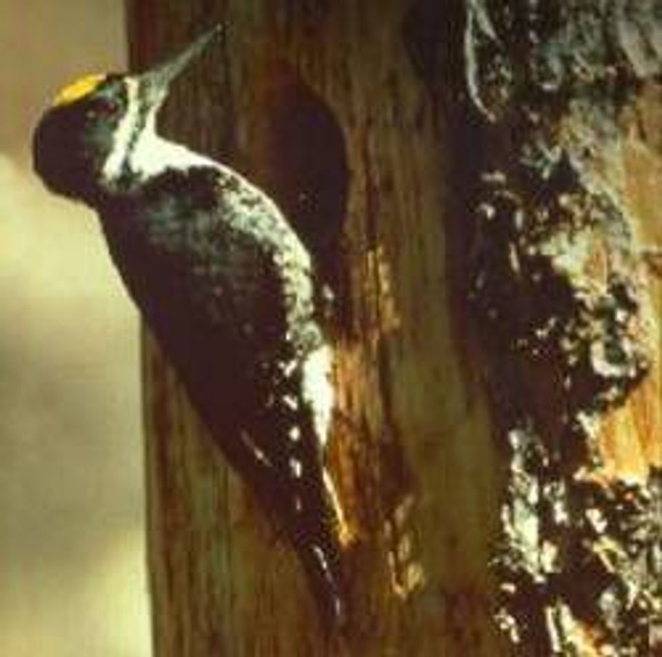 Black-backed Woodpecker in Lassen Volcanic National Park
