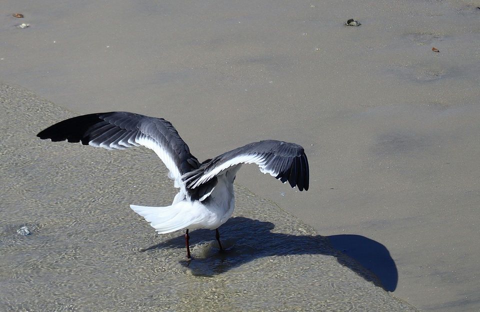 Black-billed Gull in Nelson Lakes National Park
