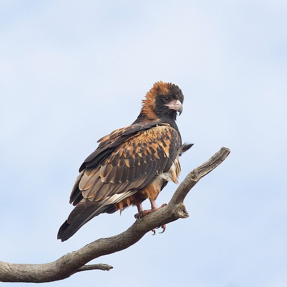 Black-breasted Kite in Uluru-Kata Tjuta National Park