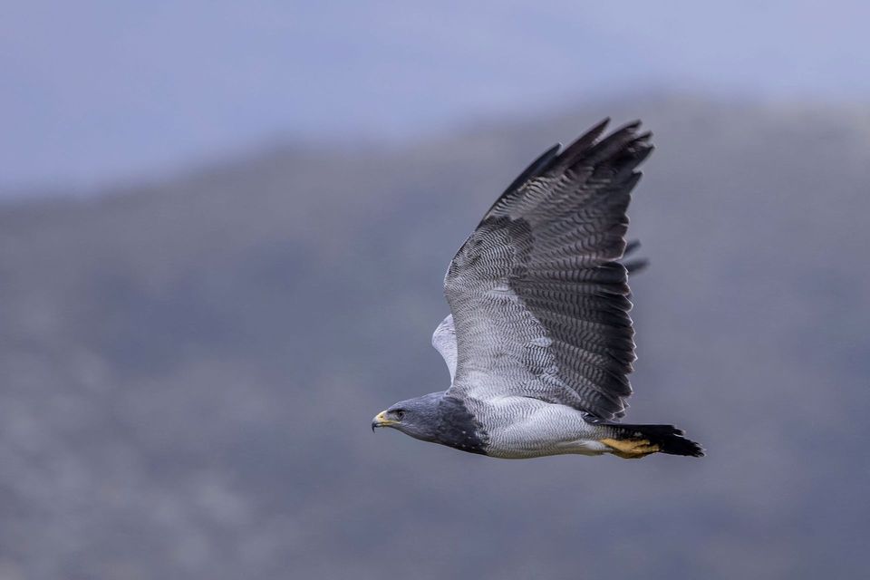 Black-chested Buzzard-Eagle in Torres del Paine National Park
