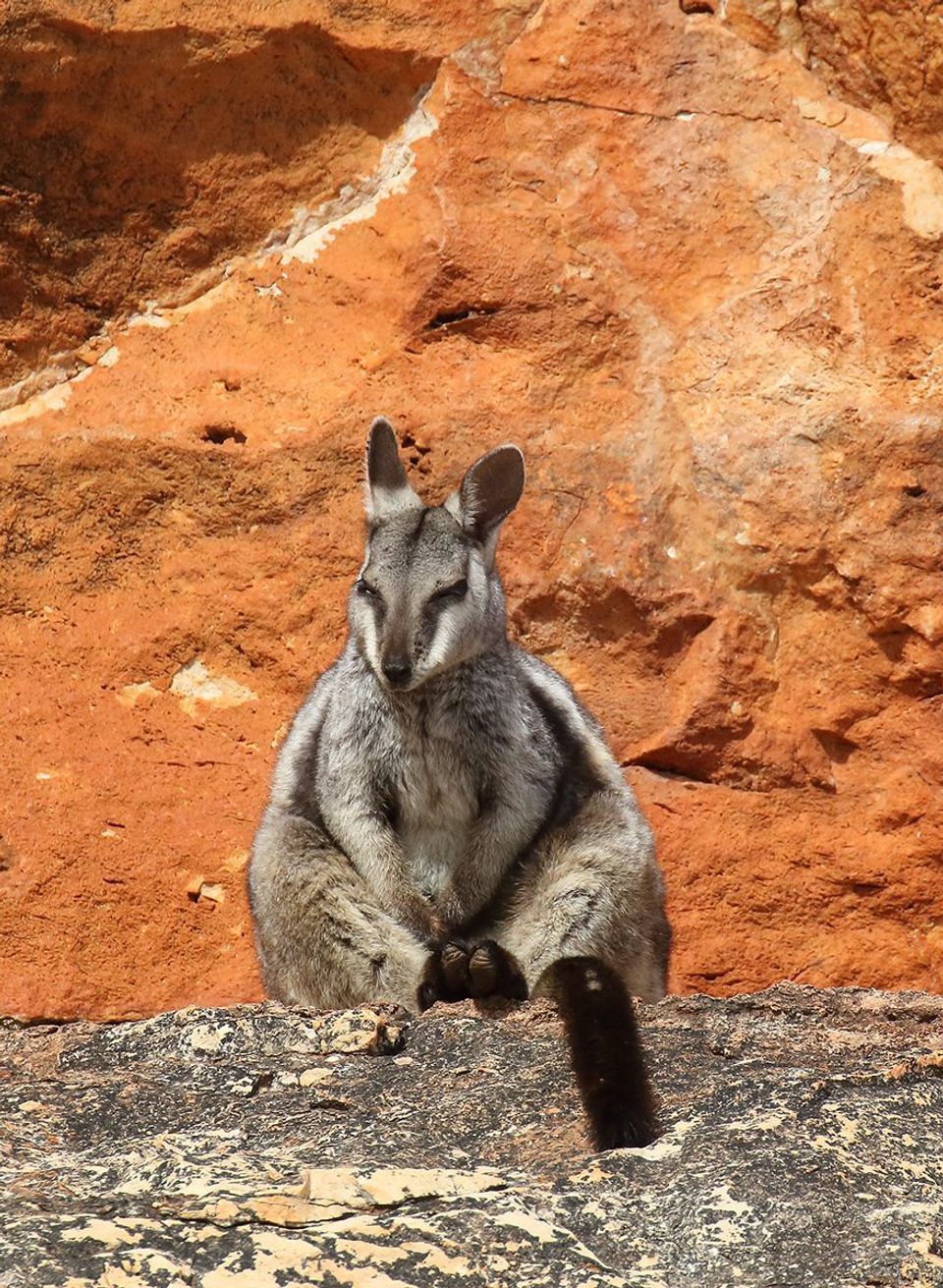 Black-flanked Rock Wallaby in Kalbarri National Park