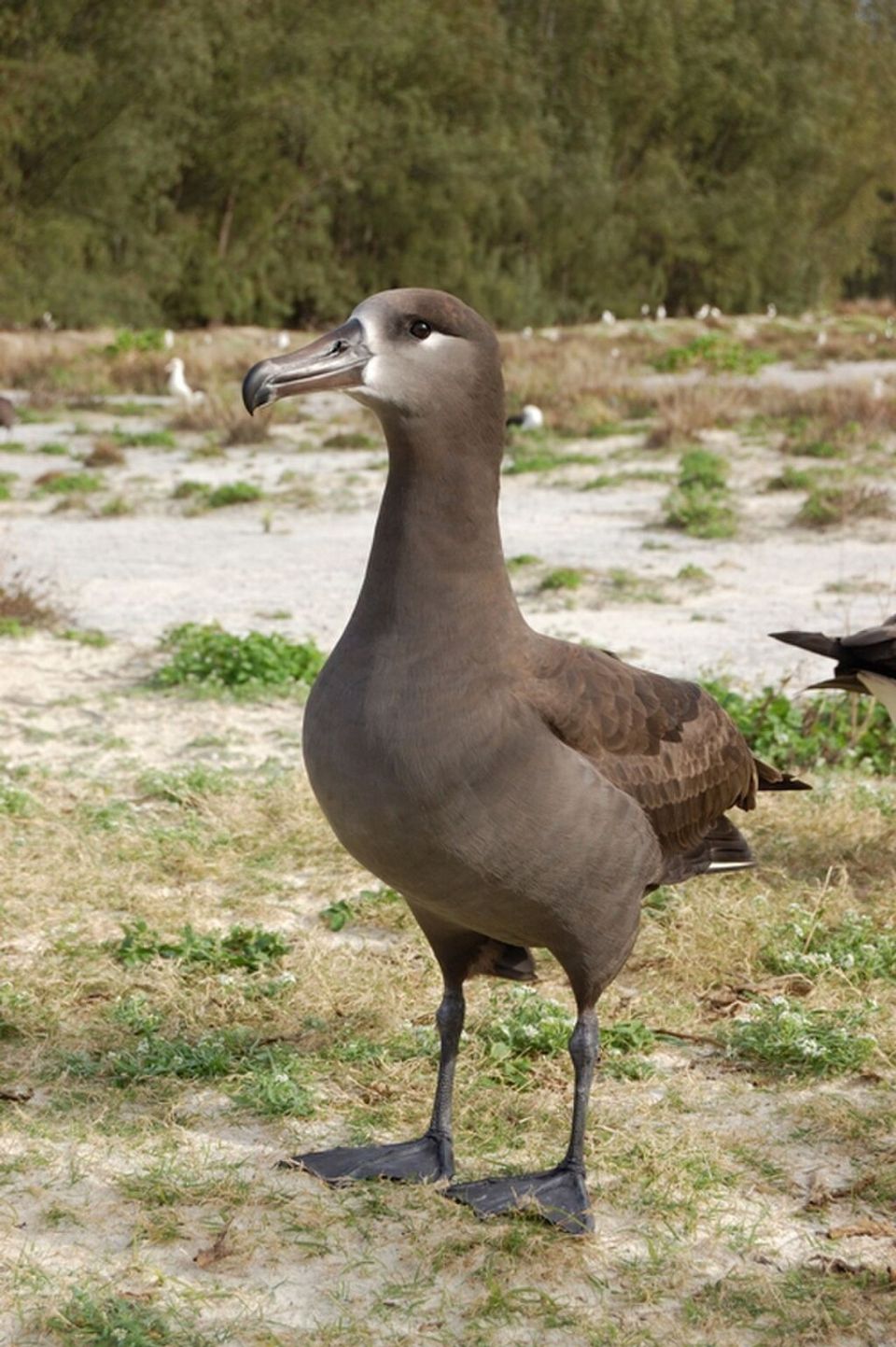 Black-footed Albatross wildlife guide for Channel Islands National Park