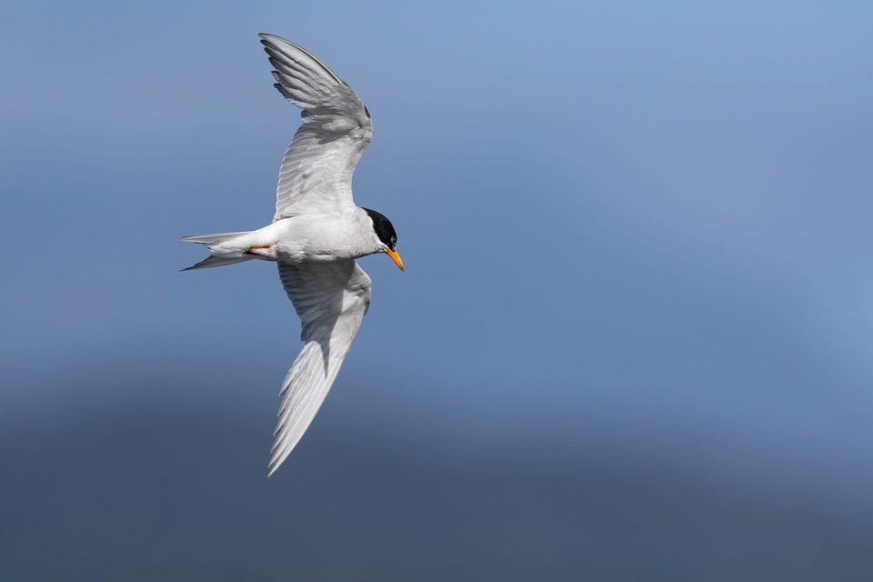 Black-fronted Tern wildlife guide for Aoraki / Mount Cook National Park