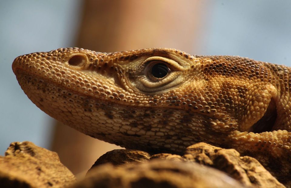 Black-headed Monitor in Karijini National Park