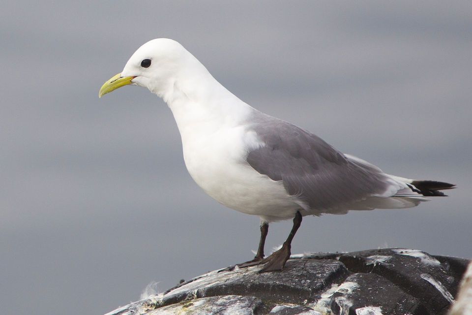 Black-legged Kittiwake wildlife guide for Kenai Fjords National Park