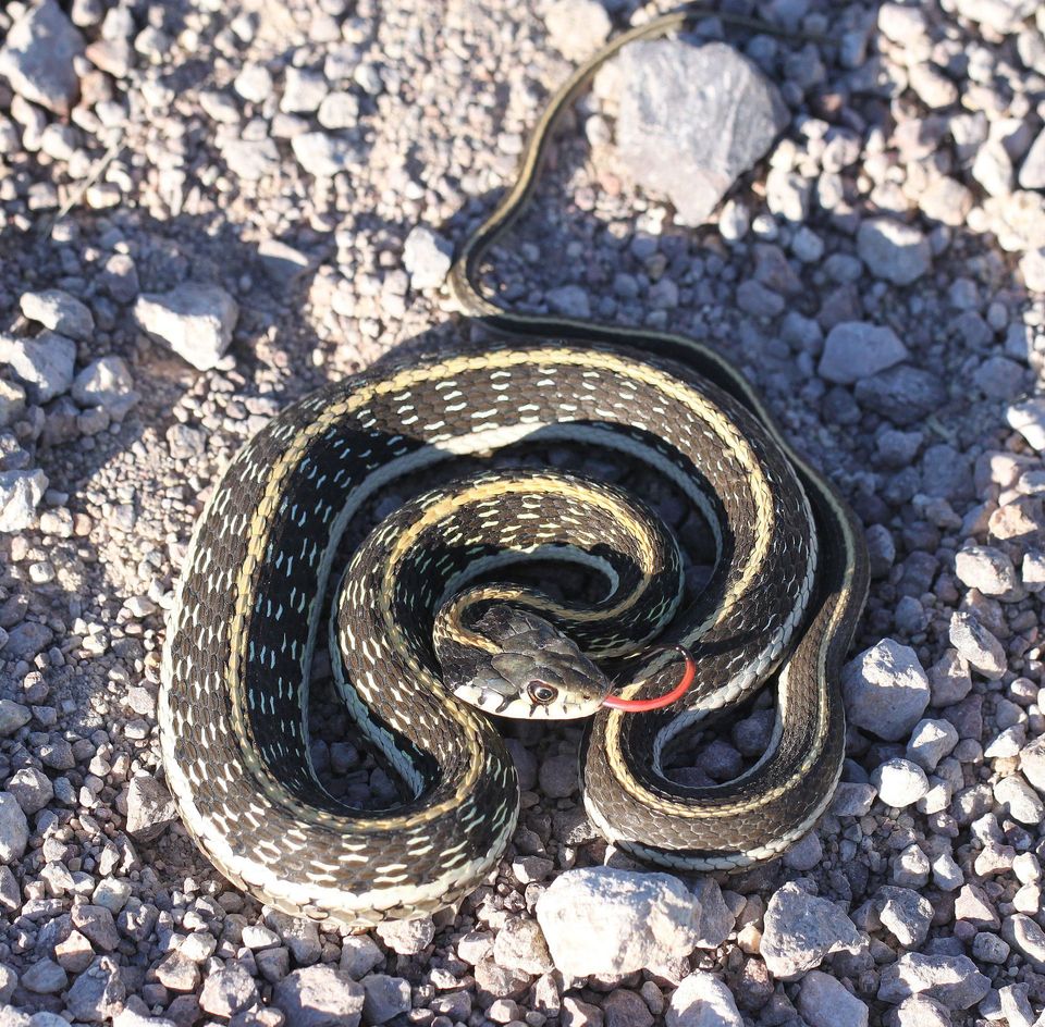 Black-necked Garter Snake wildlife guide for Saguaro National Park