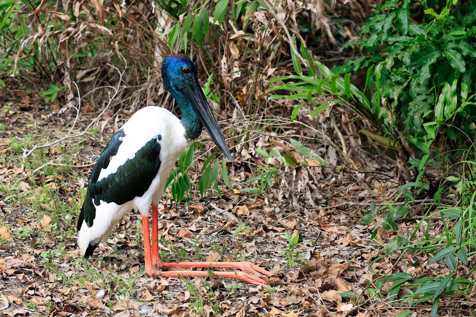 Black-necked Stork wildlife guide for Kakadu National Park
