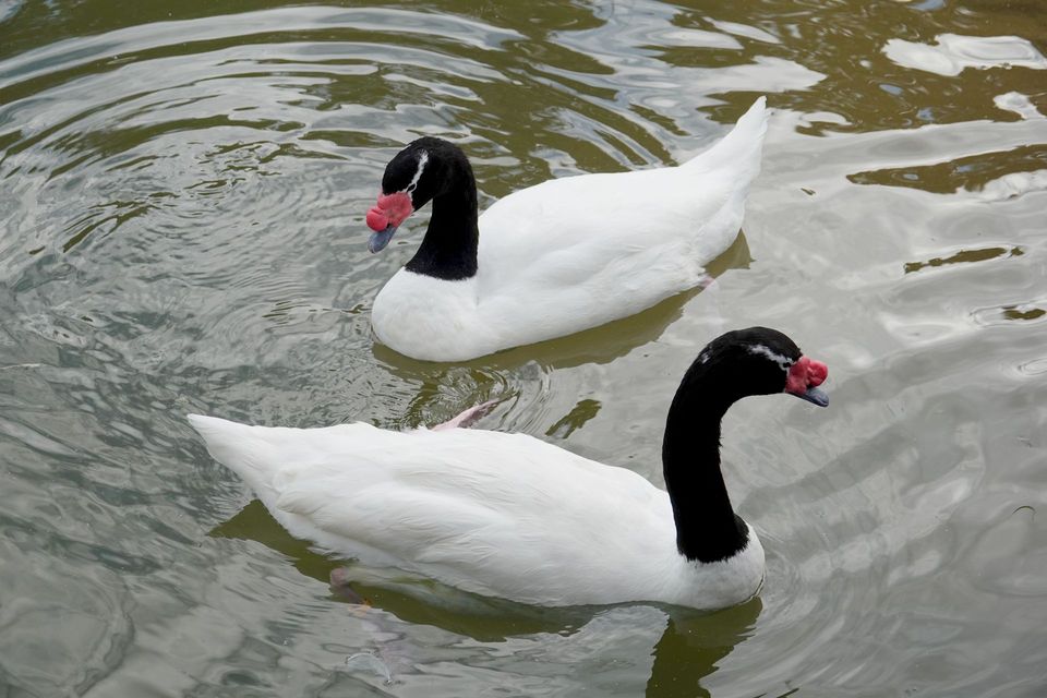 Black-necked Swan wildlife guide for Torres del Paine National Park
