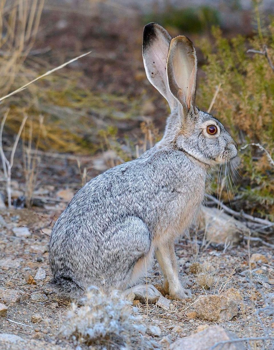 Black-tailed Jackrabbit wildlife guide for Petrified Forest National Park