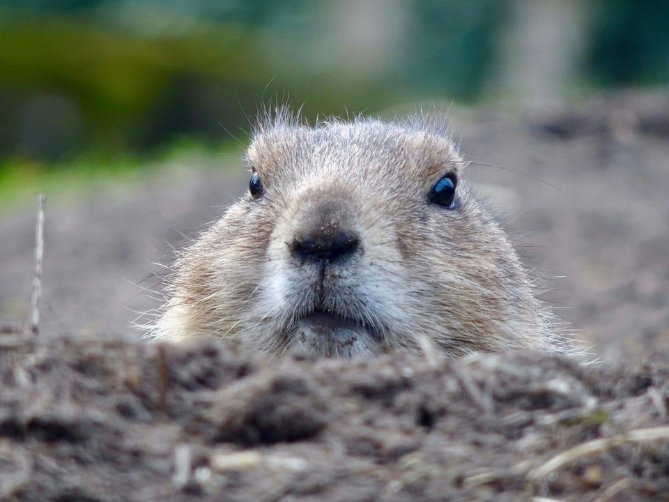 Black-tailed Prairie Dog wildlife guide for Theodore Roosevelt National Park