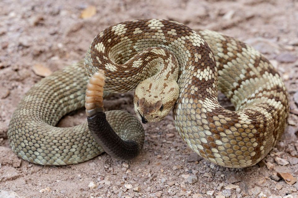 Black-tailed Rattlesnake in Guadalupe Mountains National Park