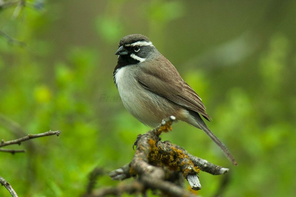 Black-throated Sparrow wildlife guide for White Sands National Park