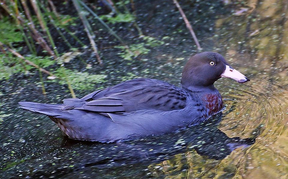 Blue Duck wildlife guide for Arthur's Pass National Park