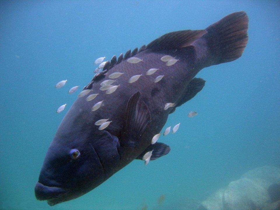 Blue Groper wildlife guide for Booderee National Park