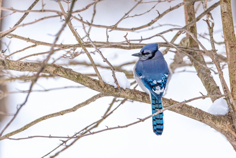 Blue Jay wildlife guide for New River Gorge National Park