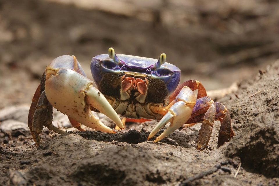 Blue Land Crab wildlife guide for Biscayne National Park