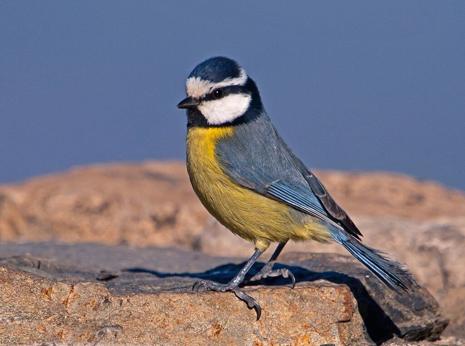 Blue Tit in Teide National Park