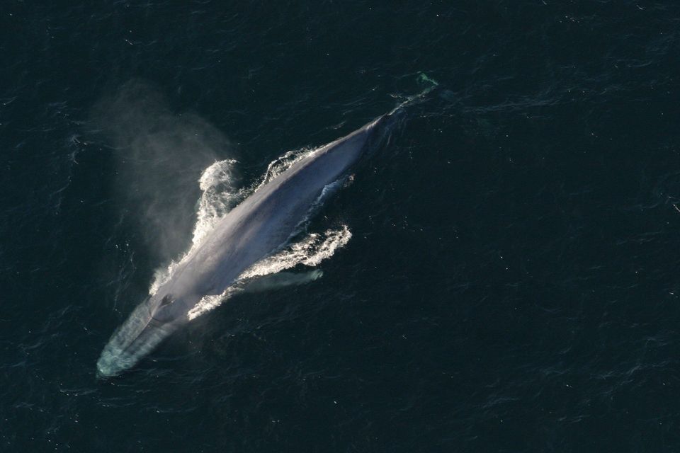 Blue Whale in Channel Islands National Park