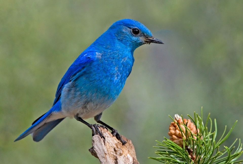 Bluebird in Mammoth Cave National Park