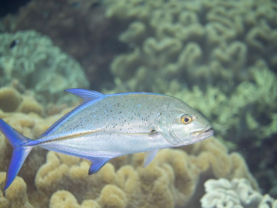 Bluefin Trevally wildlife guide for West Maui Scenic Drive