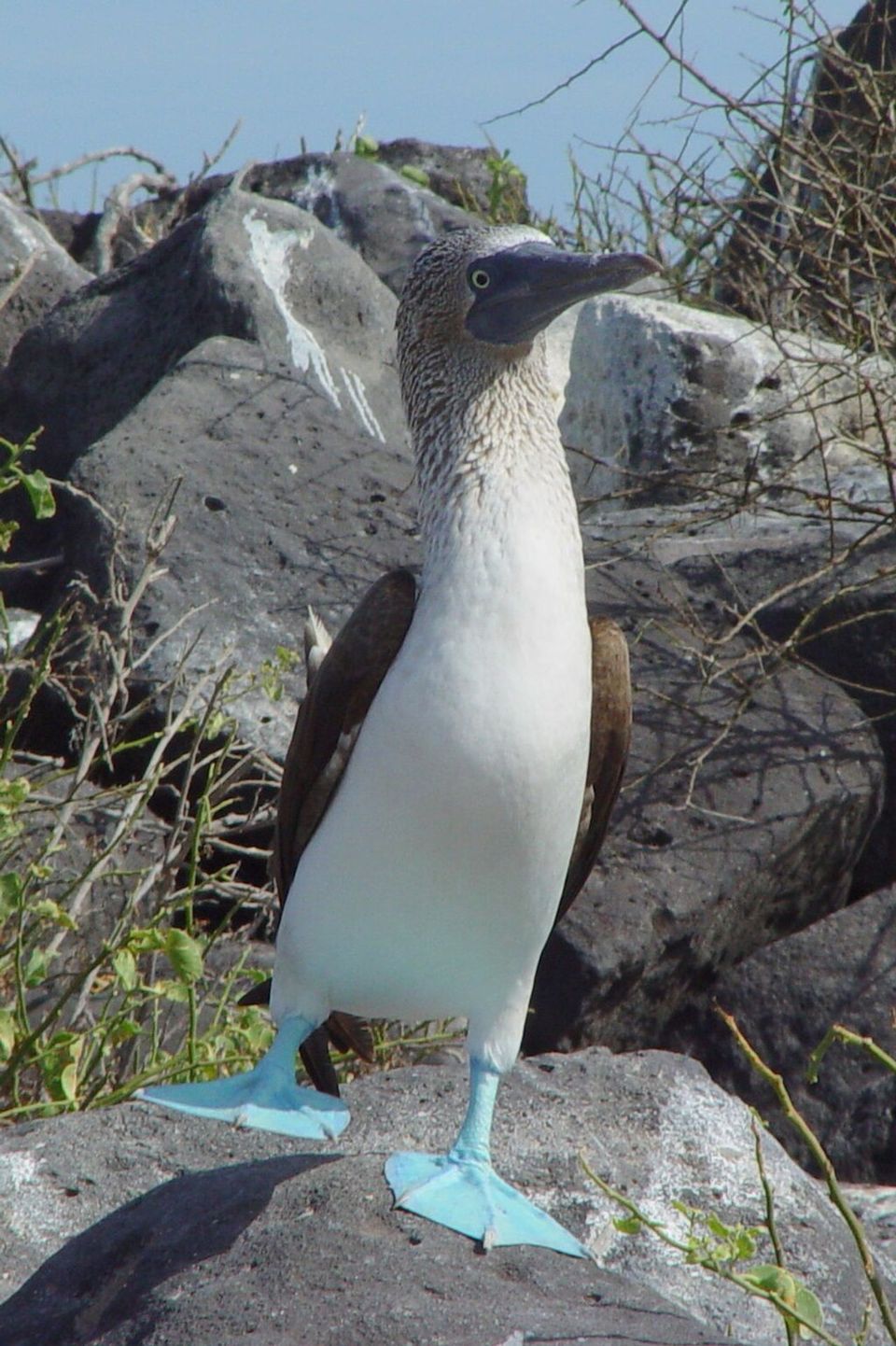 Blue-footed Booby in Channel Islands National Park