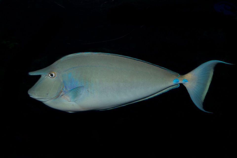 Bluespine Unicornfish wildlife guide for West Maui Scenic Drive