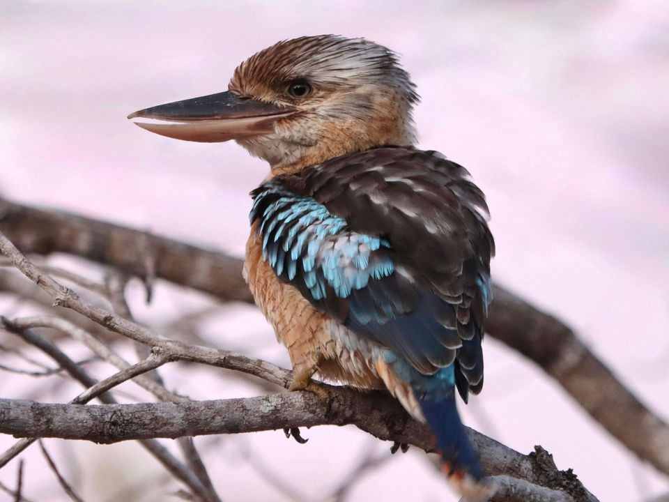 Blue-winged Kookaburra wildlife guide for Kakadu National Park